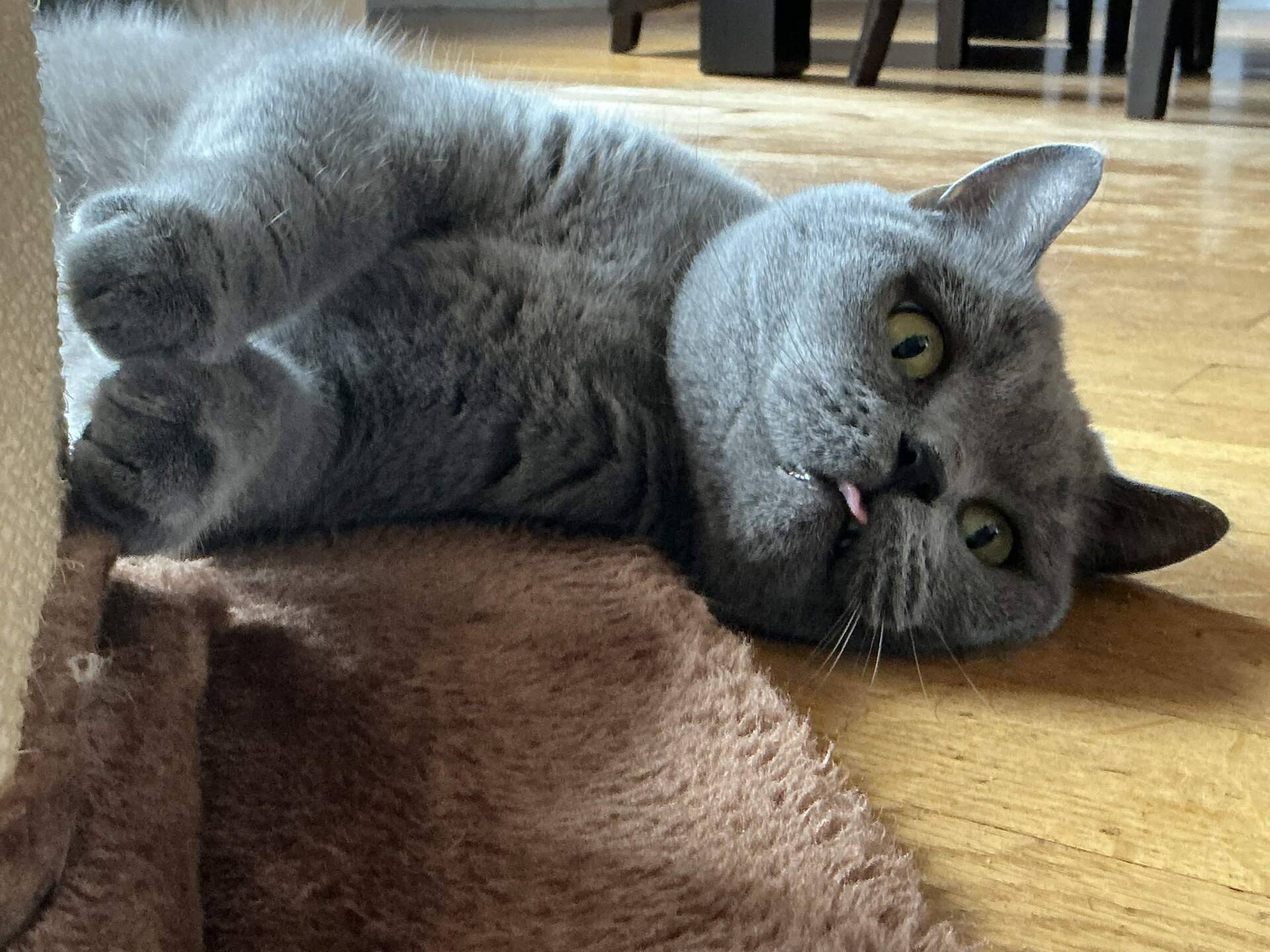 Cat 5