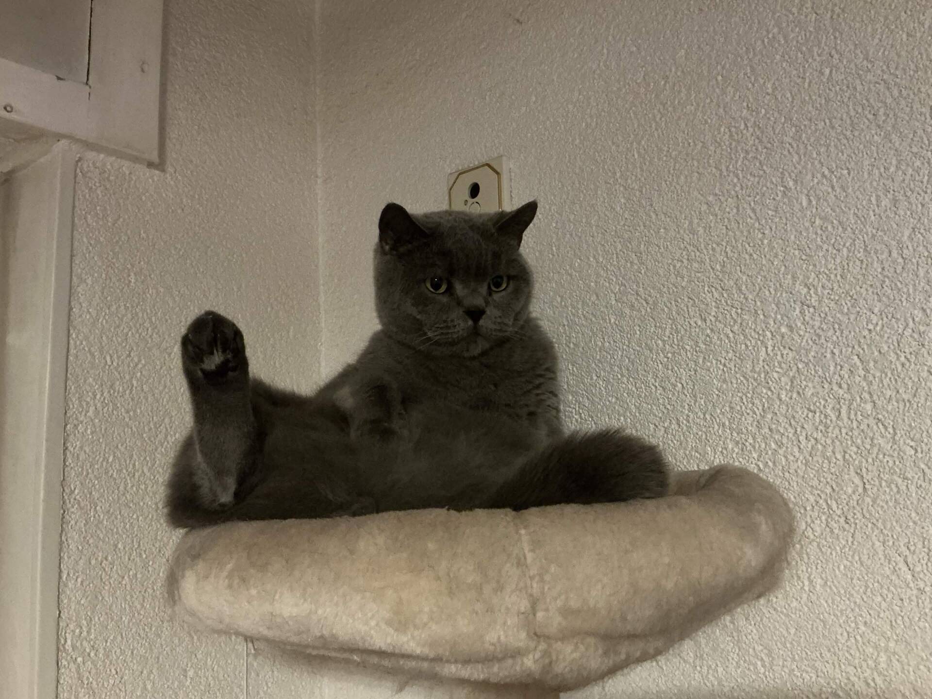 Cat 8