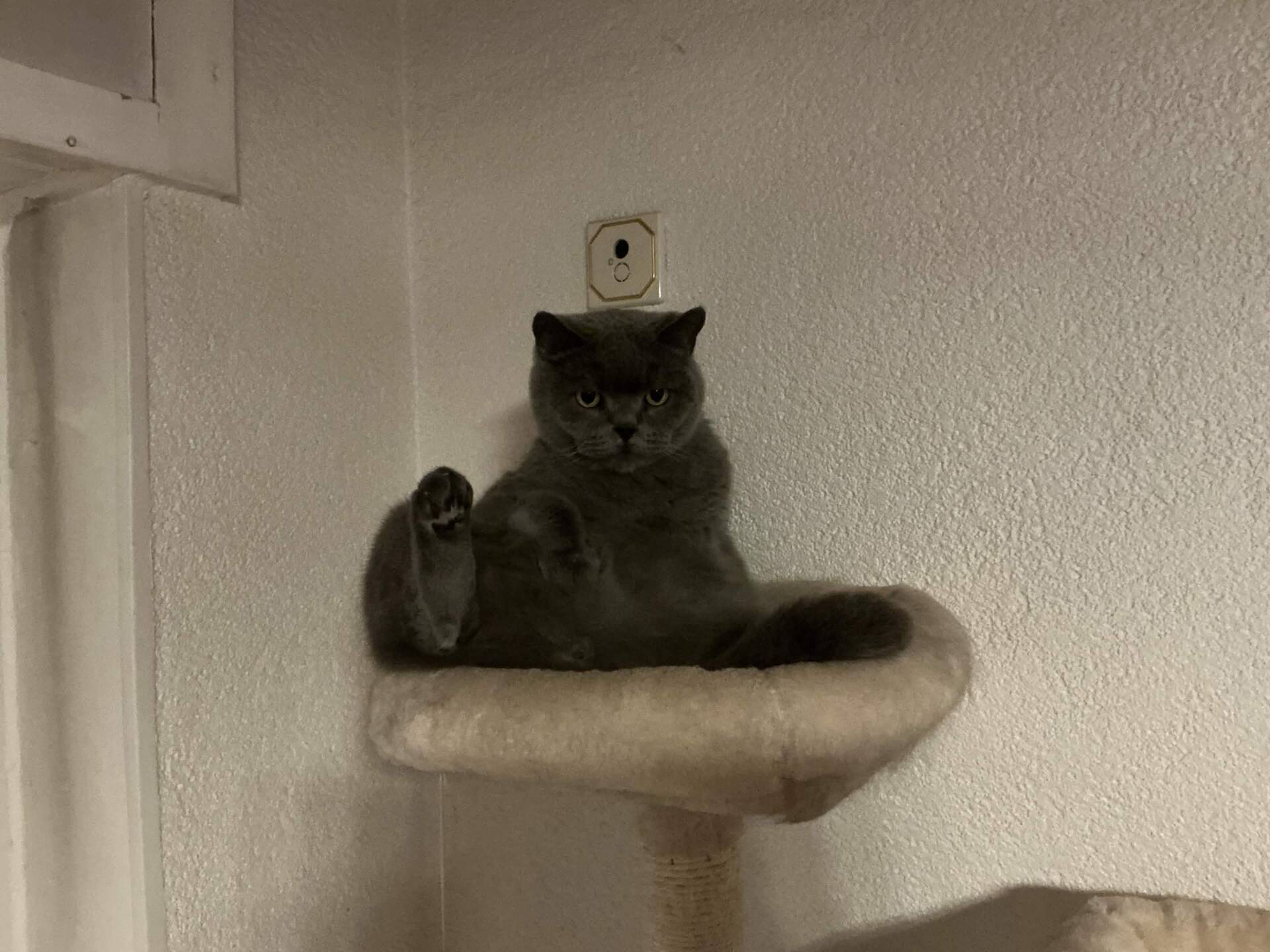 Cat 9