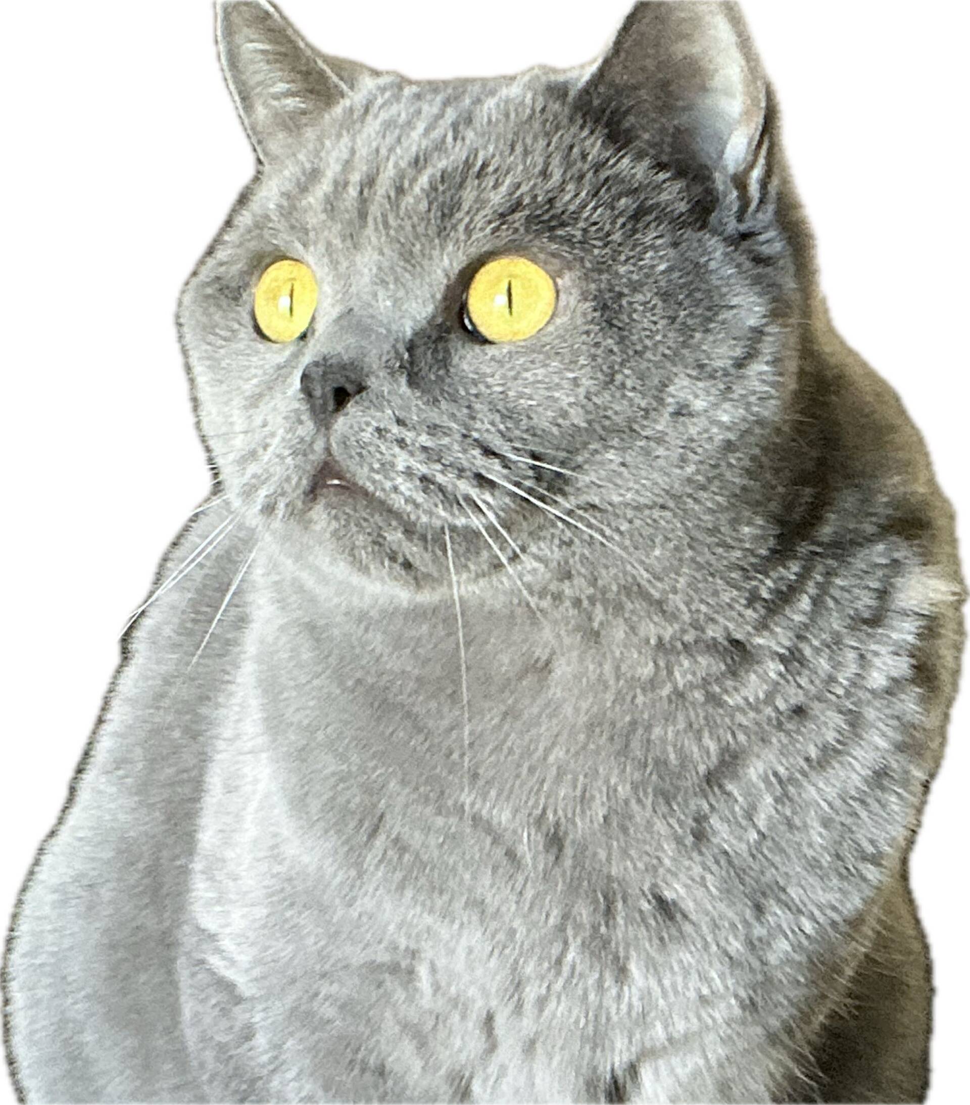 Cat 13