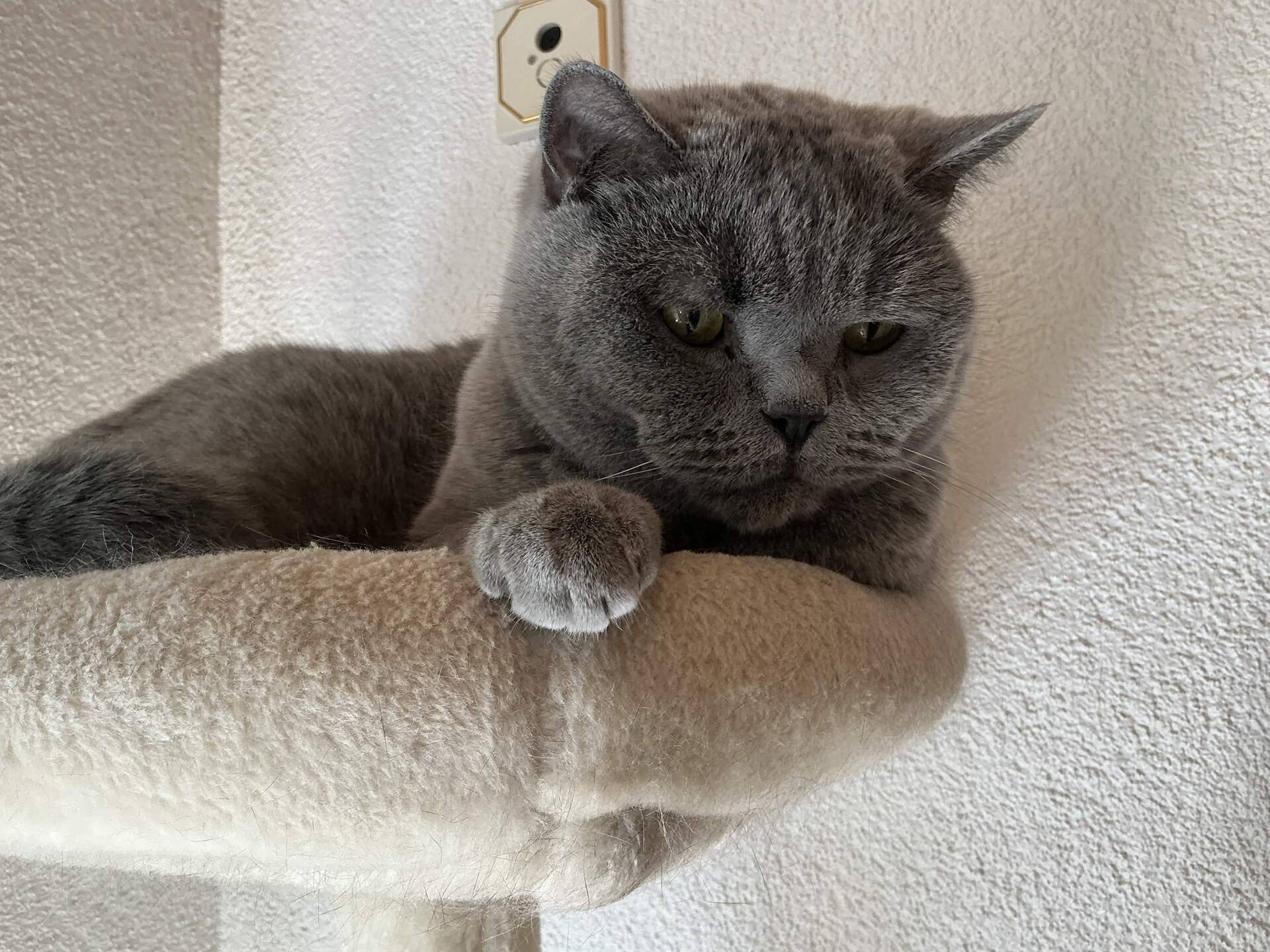 Cat 15