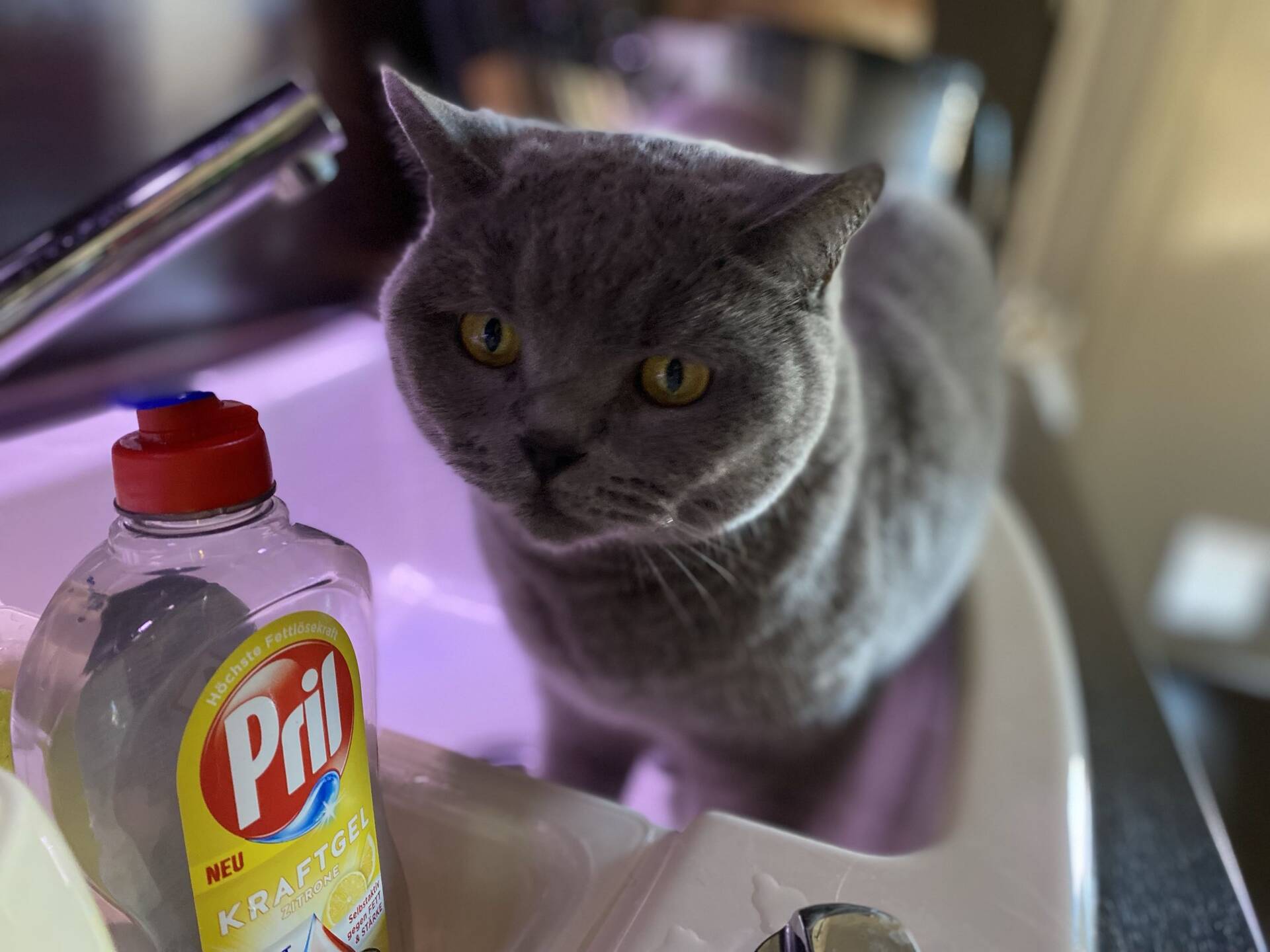 Cat 17