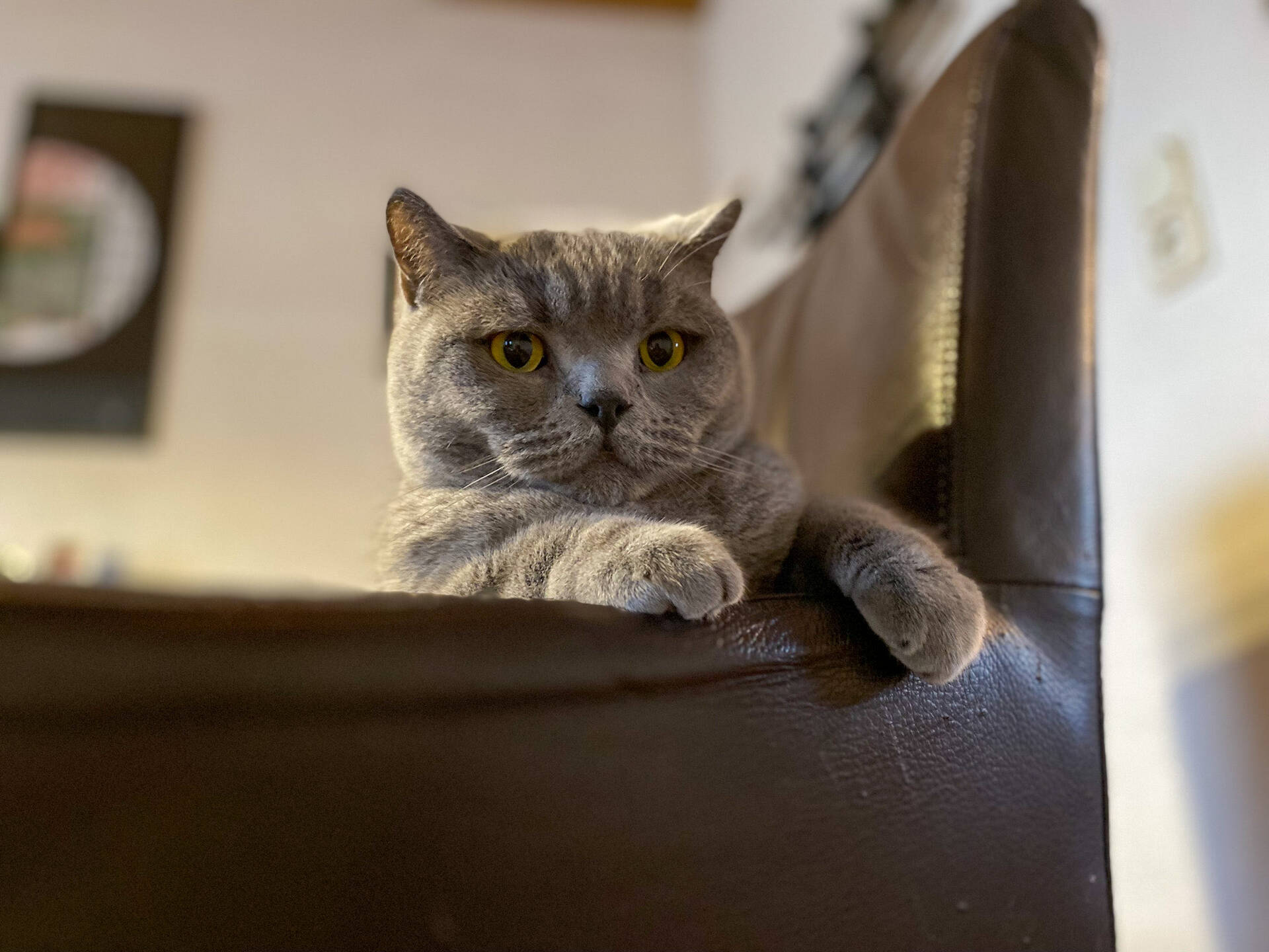 Cat 19