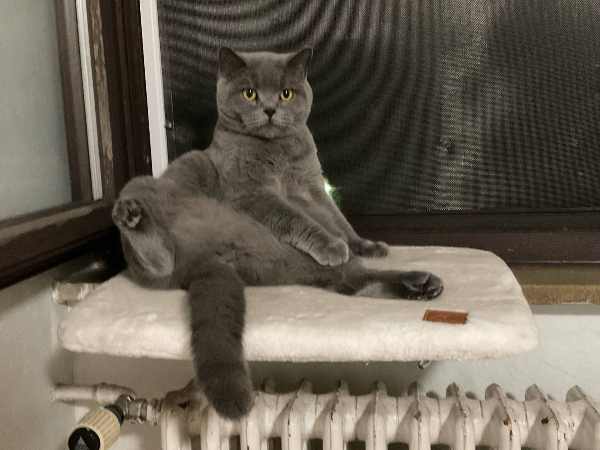Cat 20