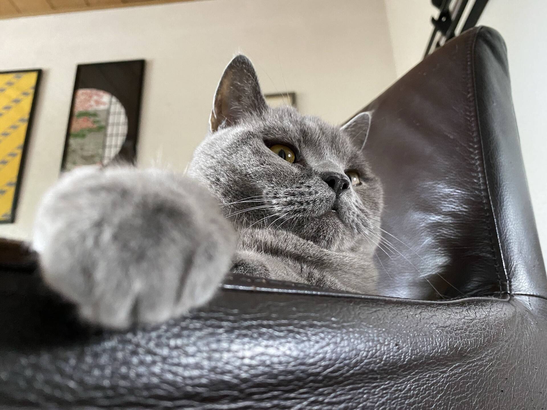 Cat 21