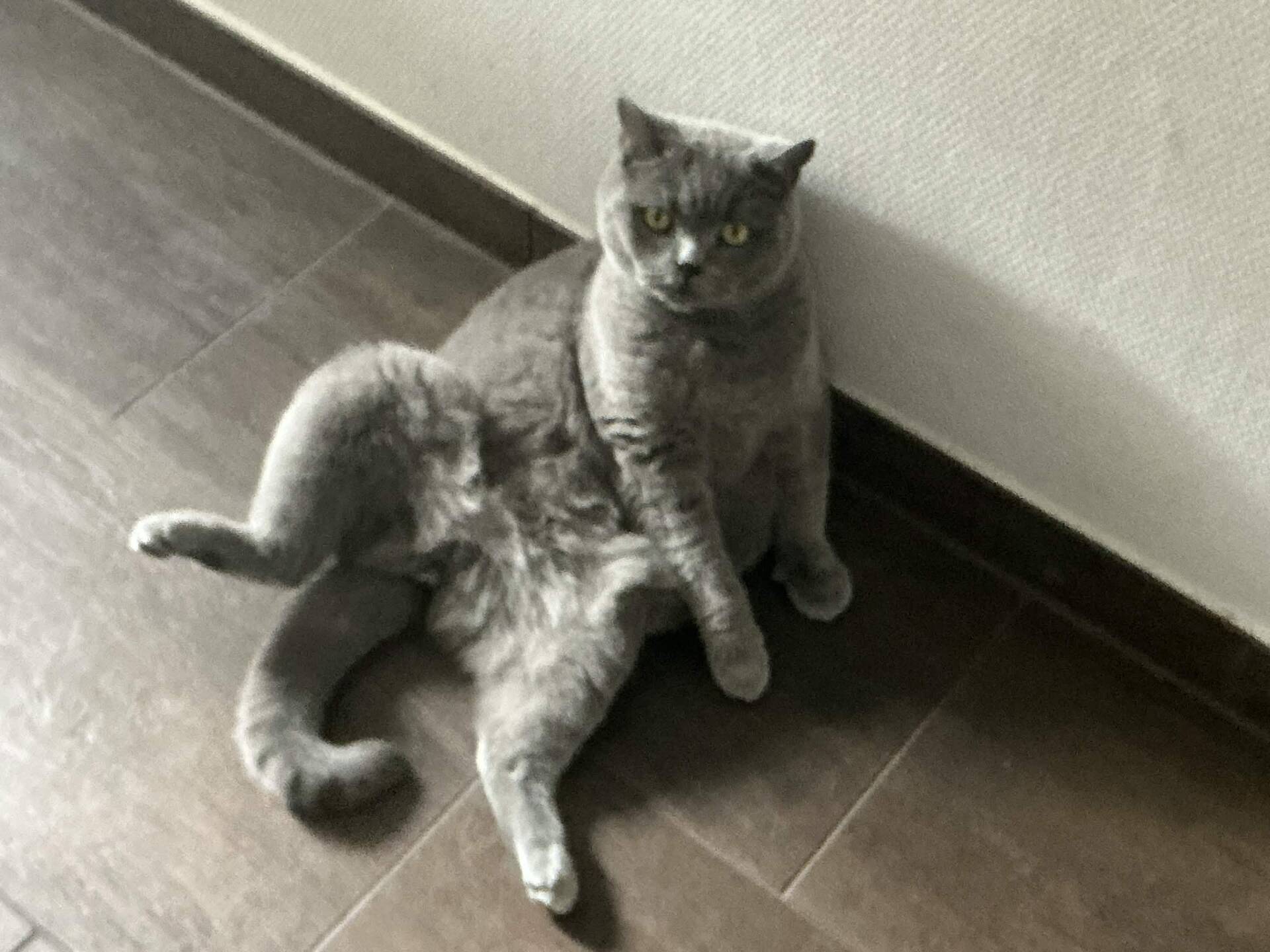 Cat 27