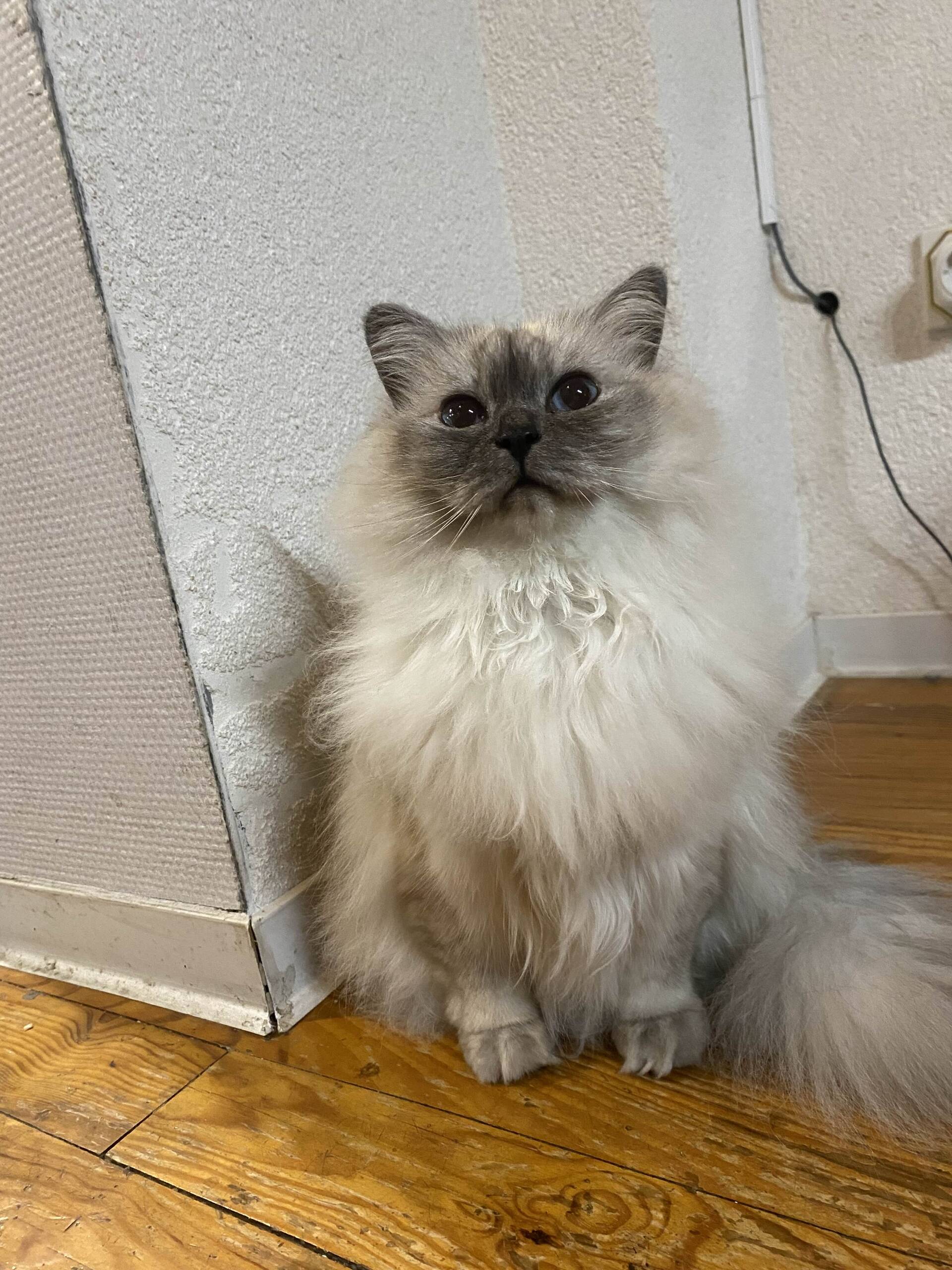 Cat 28