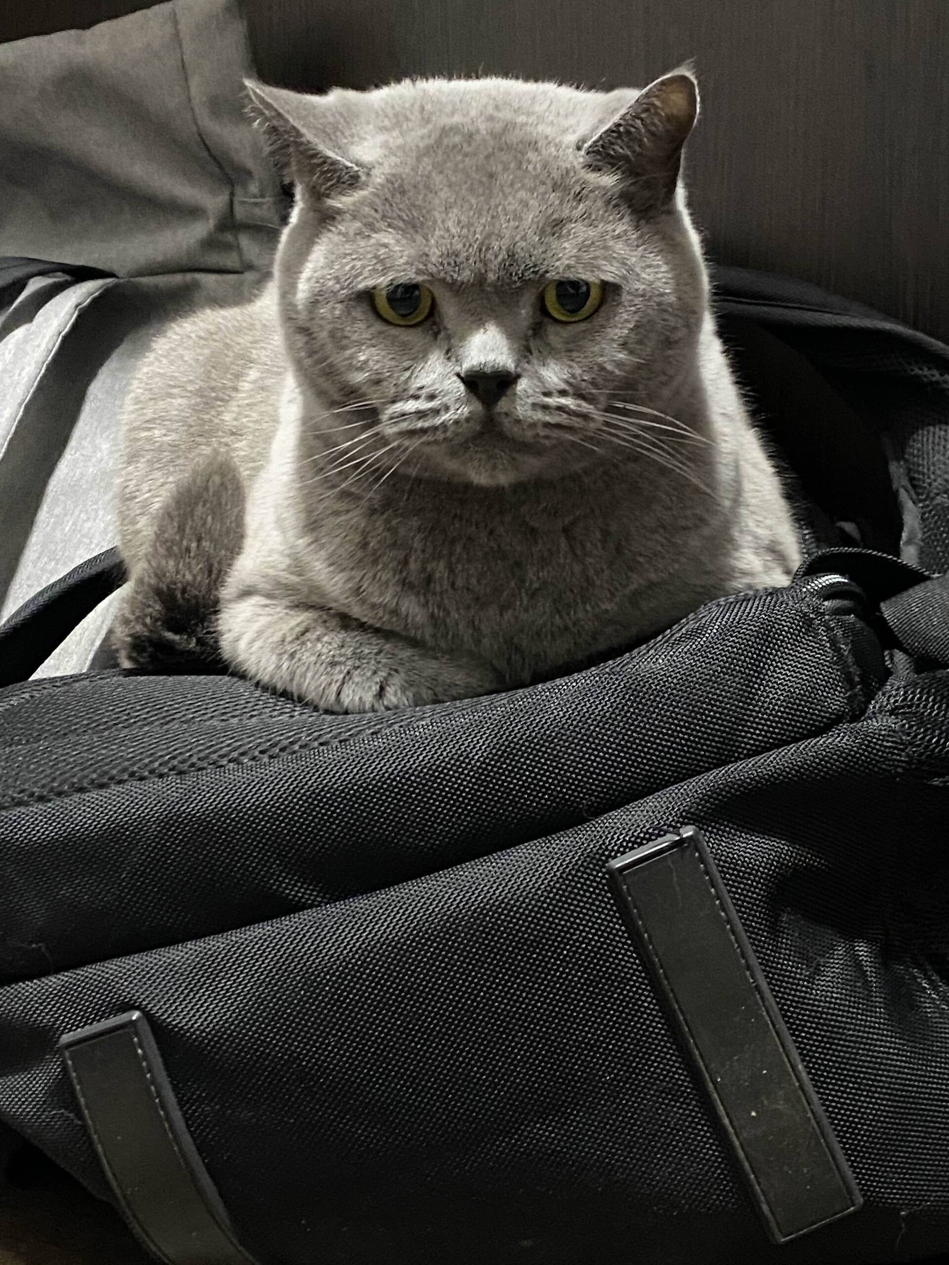 Cat 29