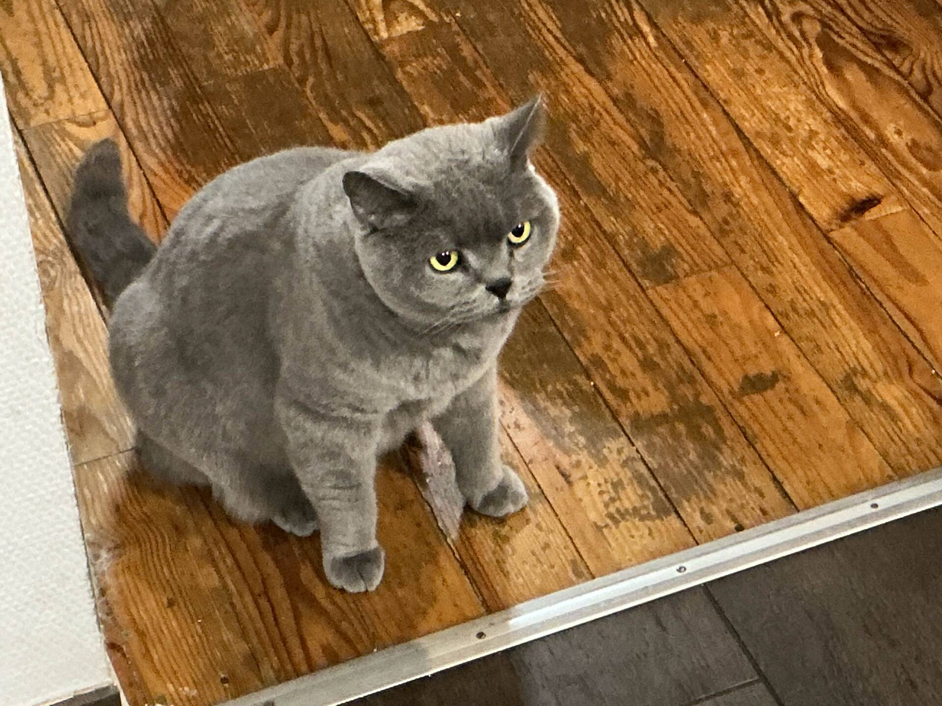 Cat 30