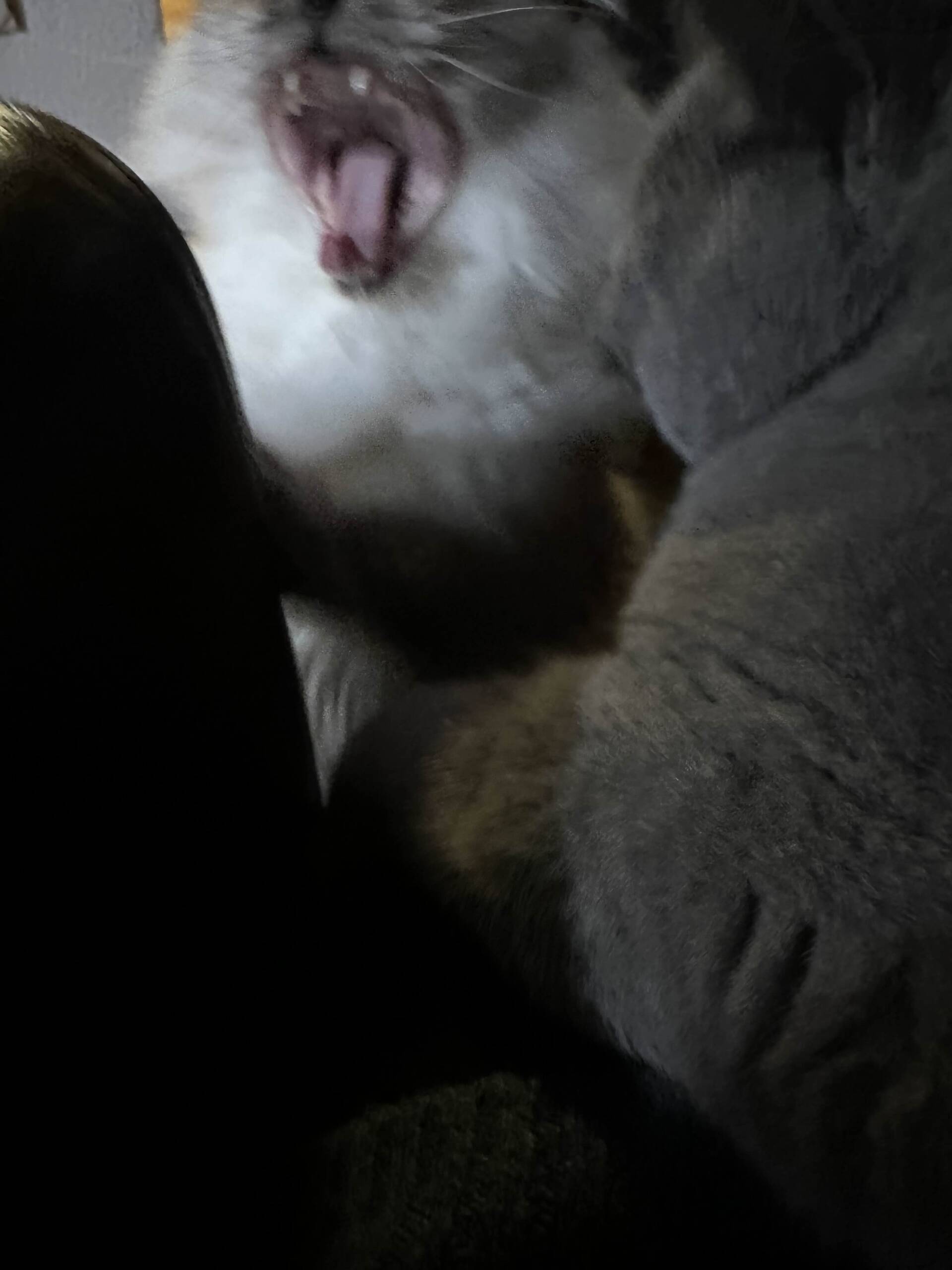 Cat 34