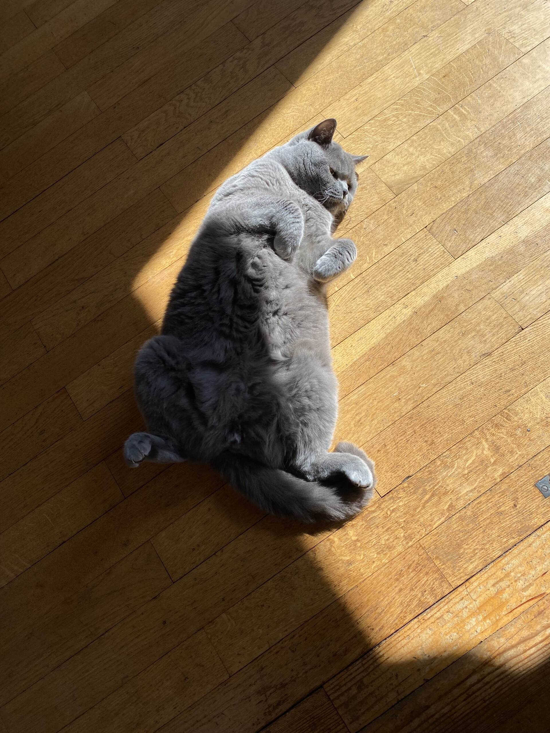 Cat 36