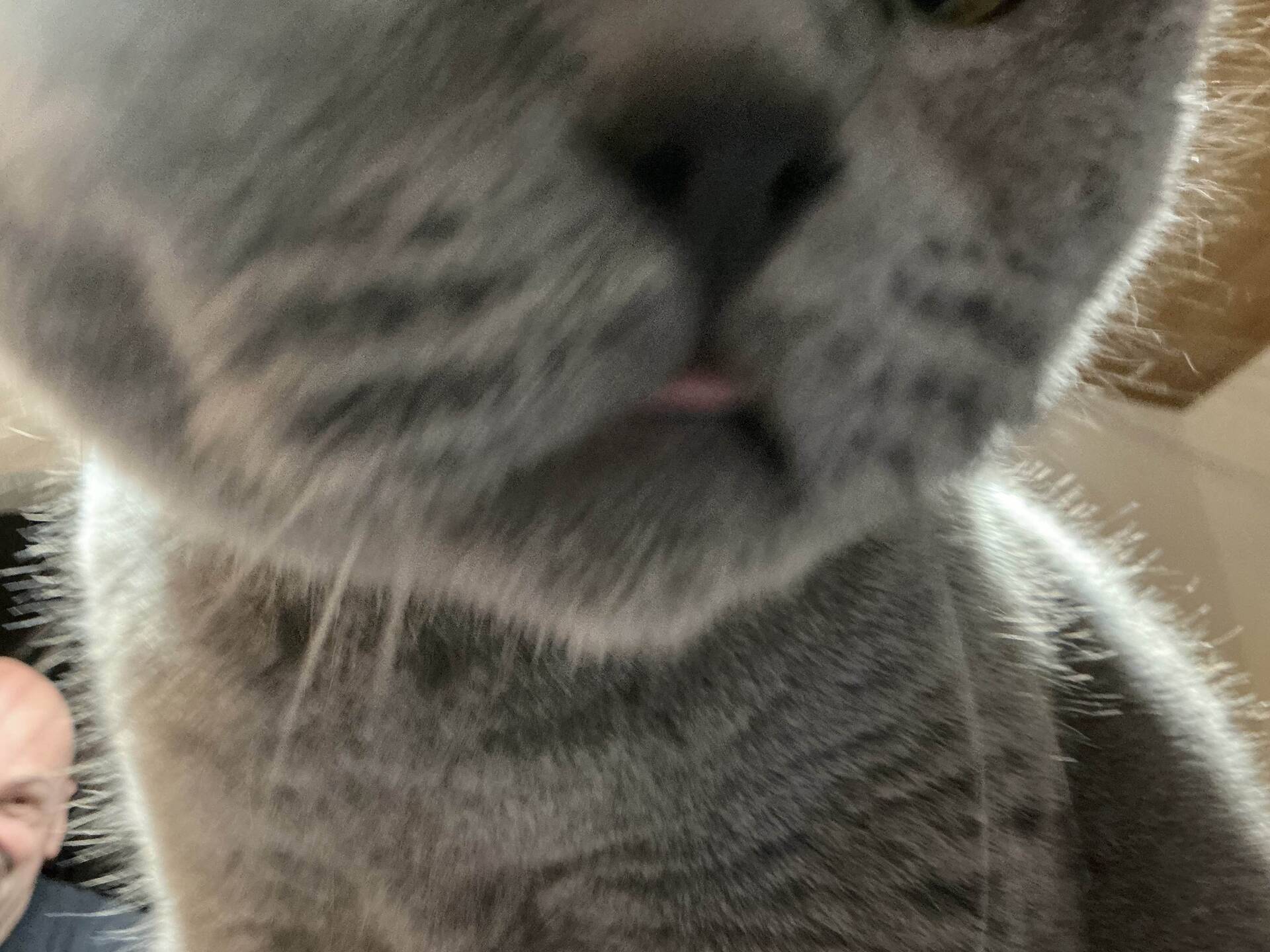 Cat 39