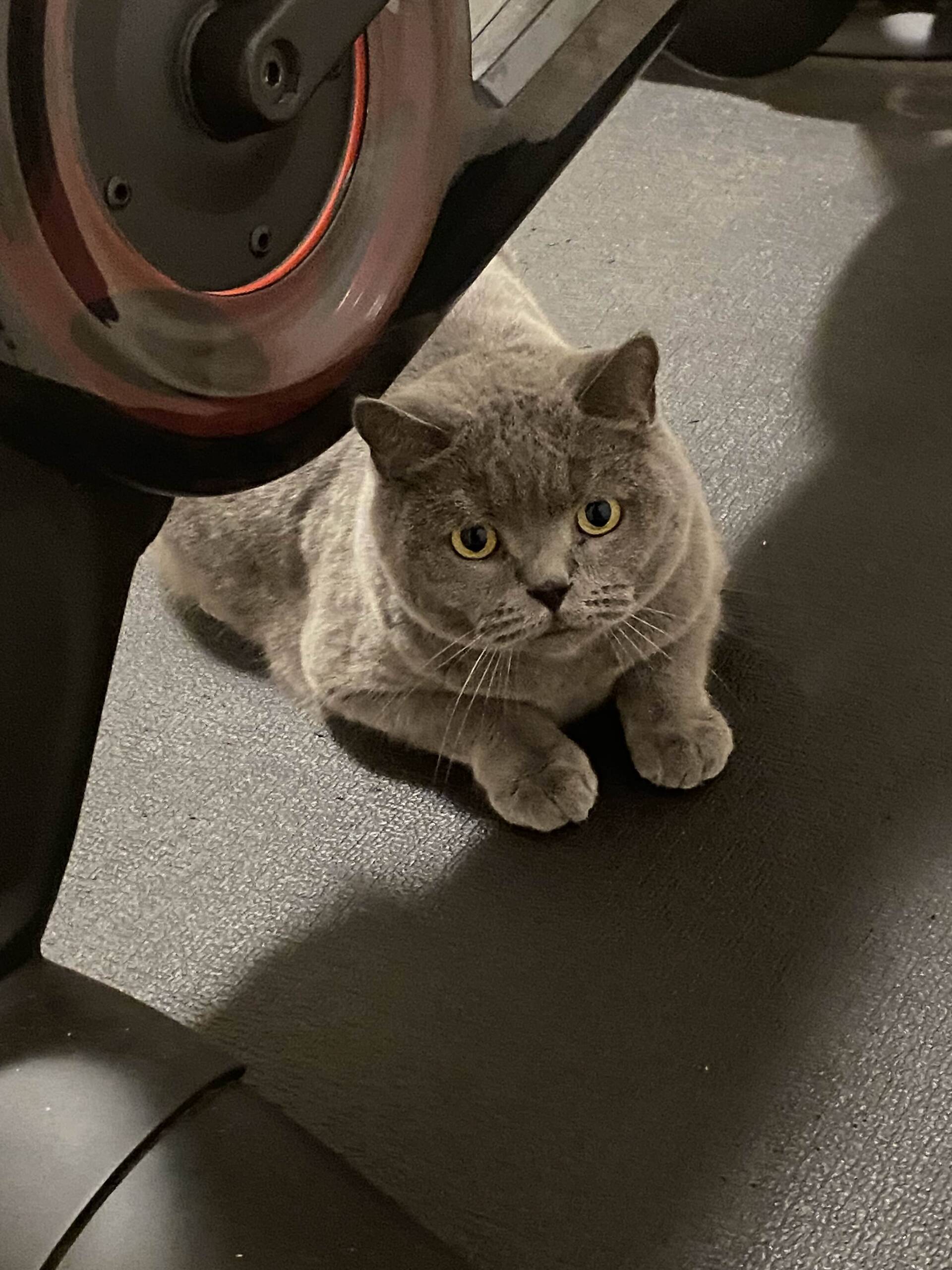 Cat 41