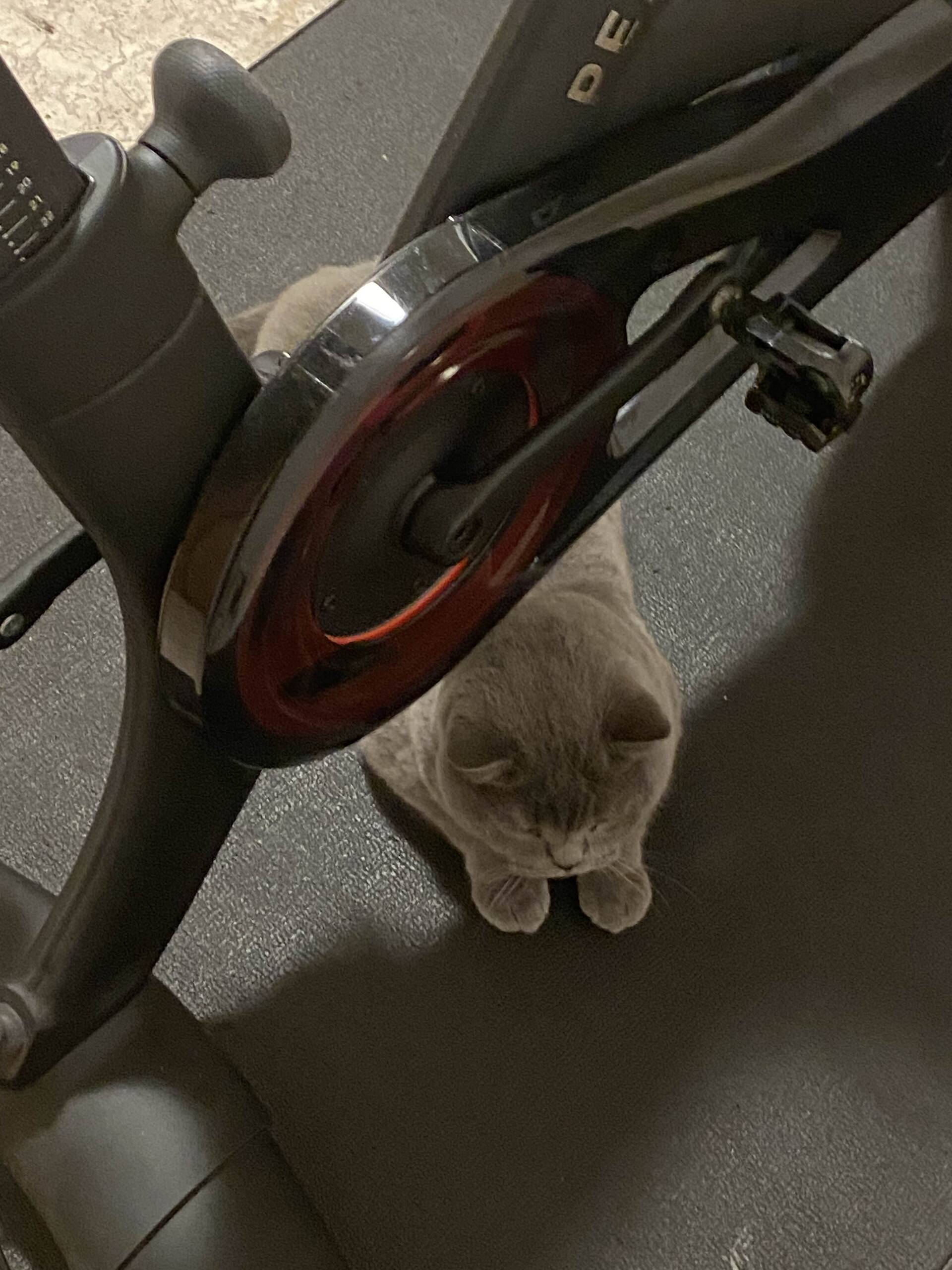 Cat 42