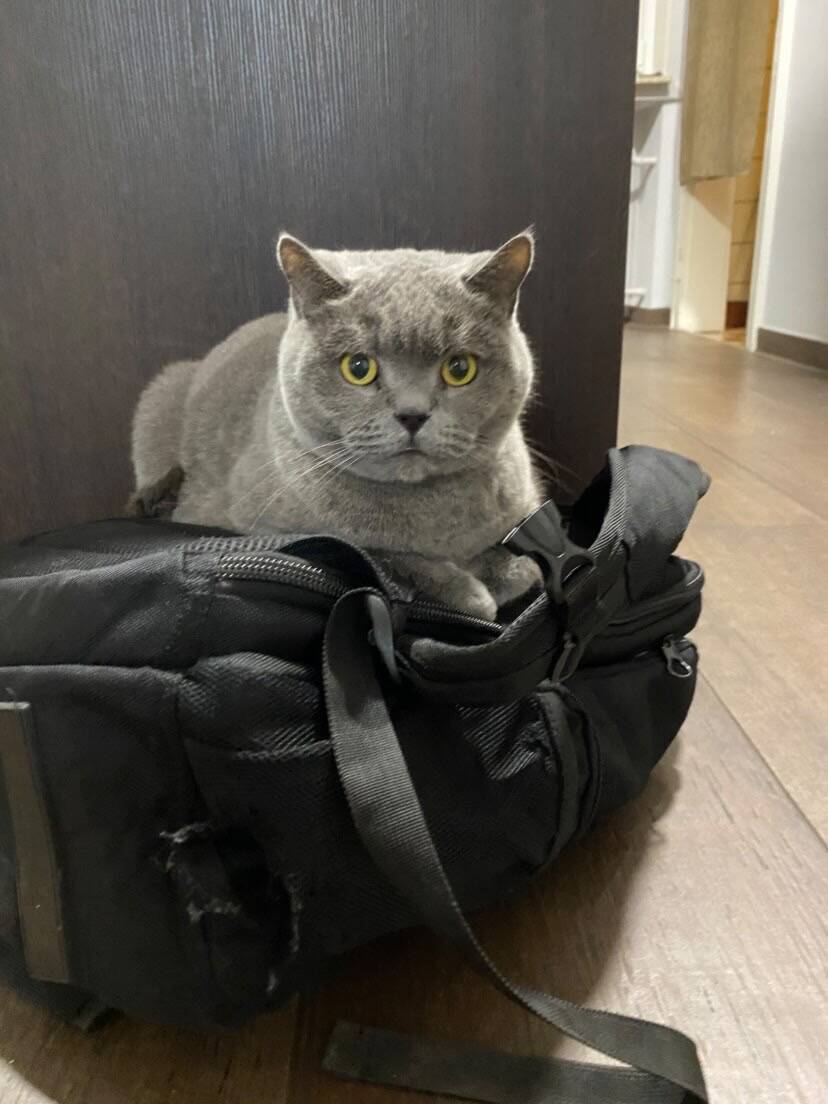 Cat 44