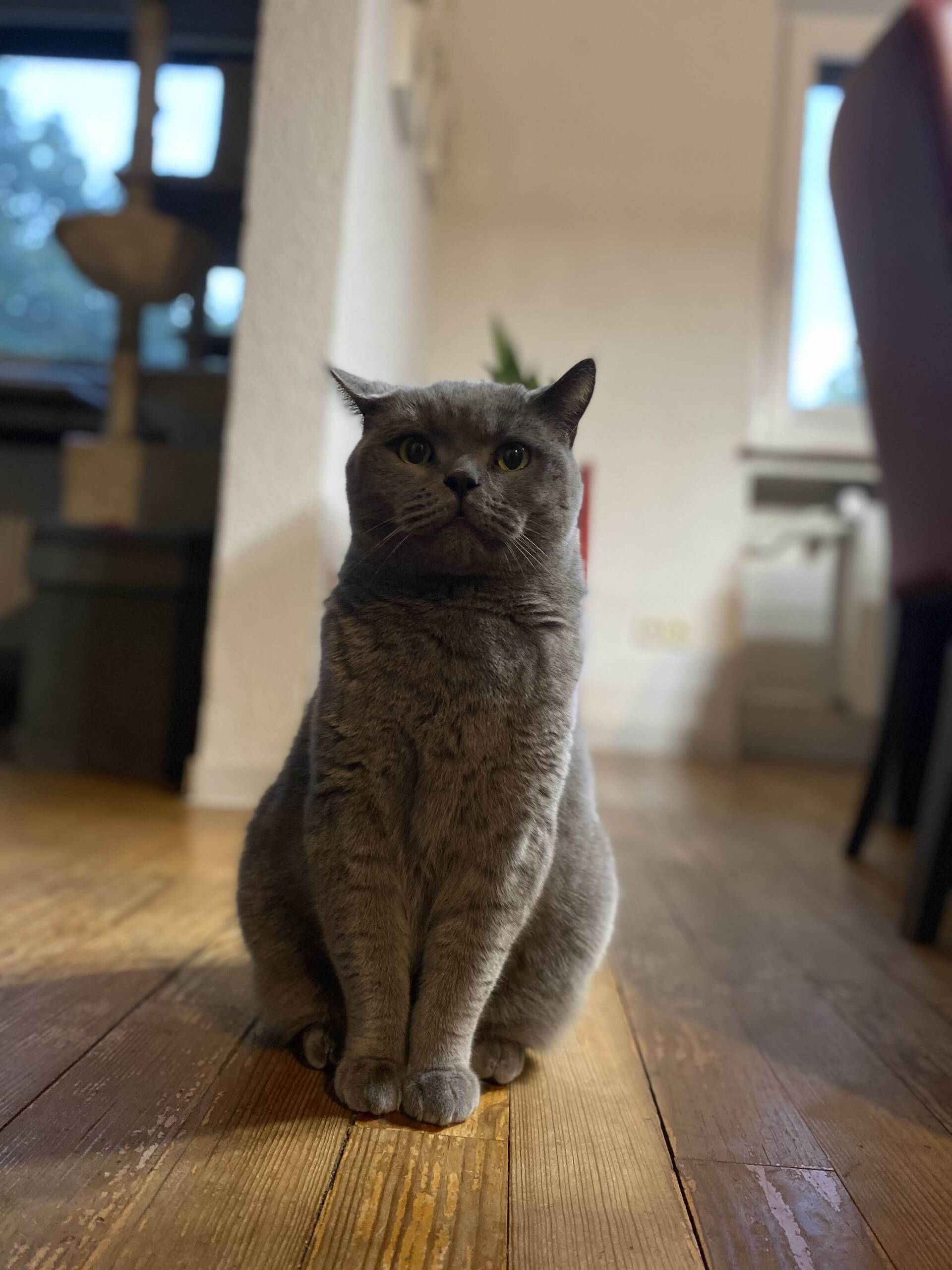 Cat 46
