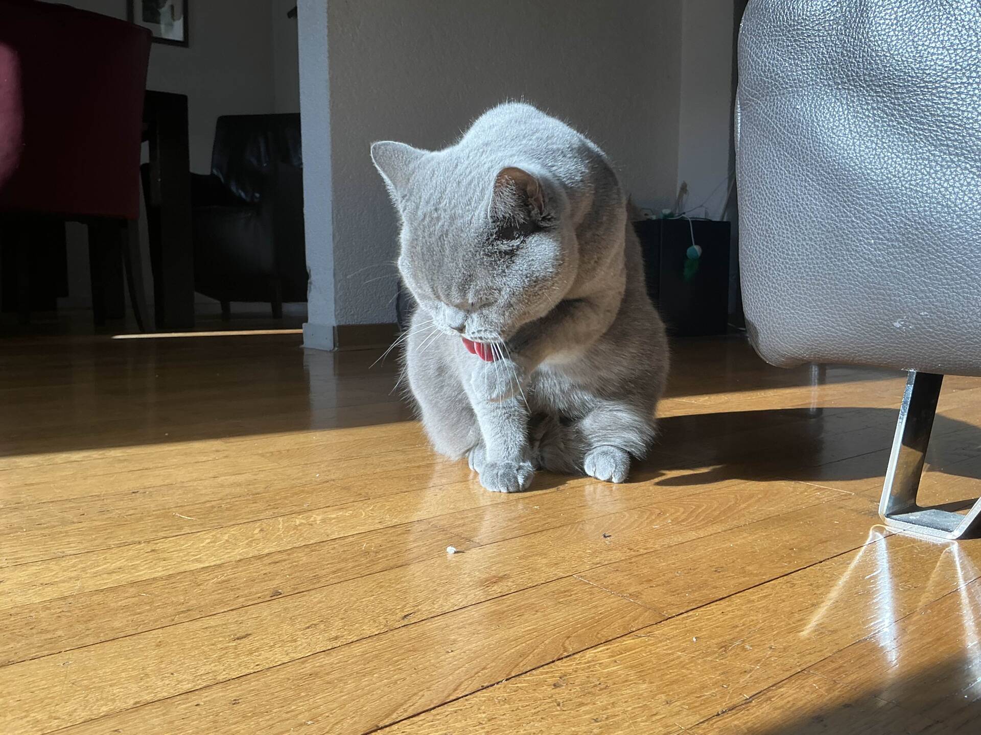 Cat 47