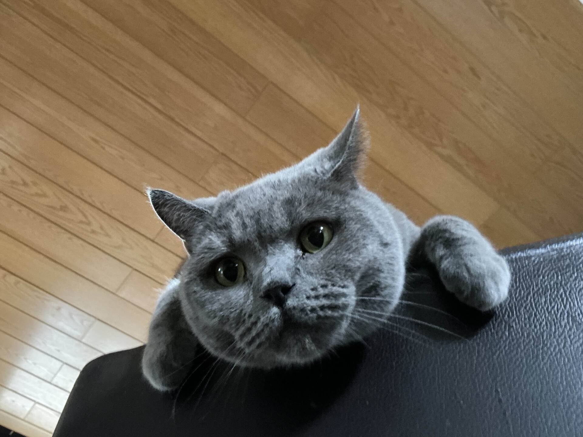 Cat 54