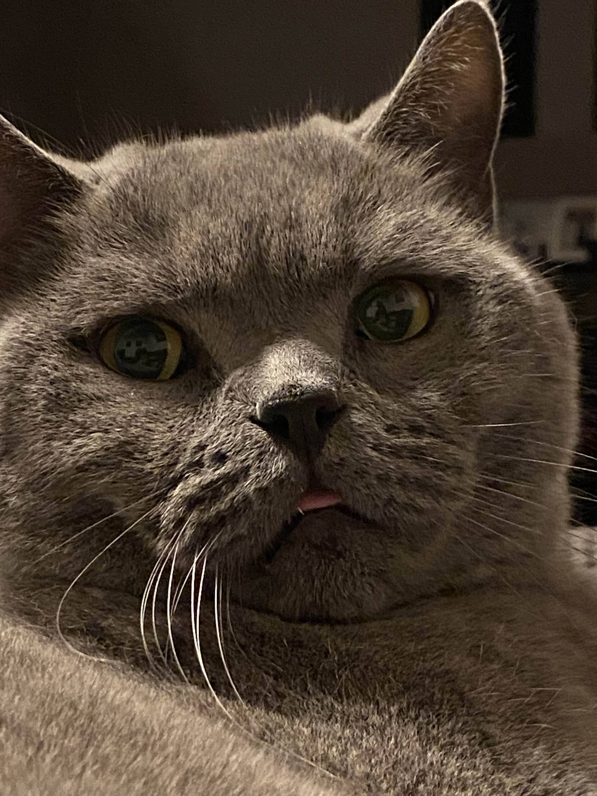 Cat 58