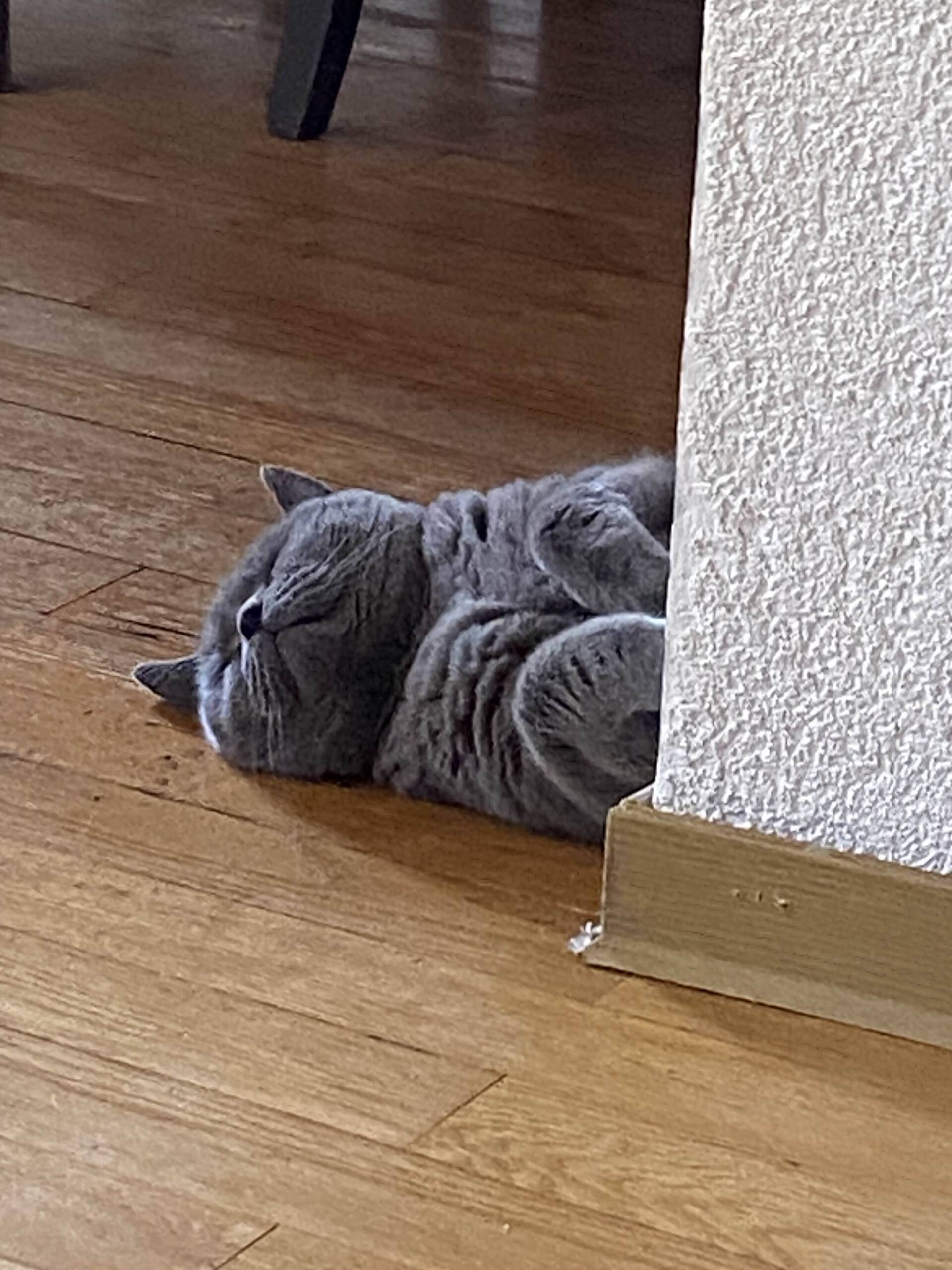 Cat 65