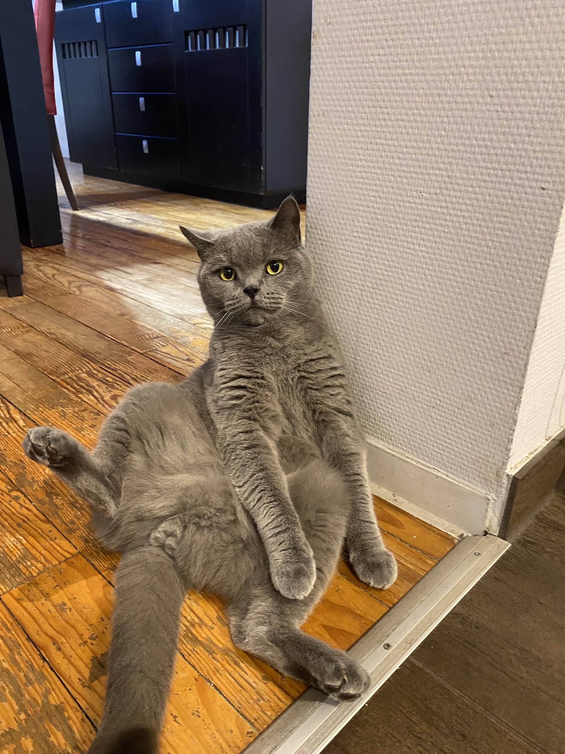 Cat 66