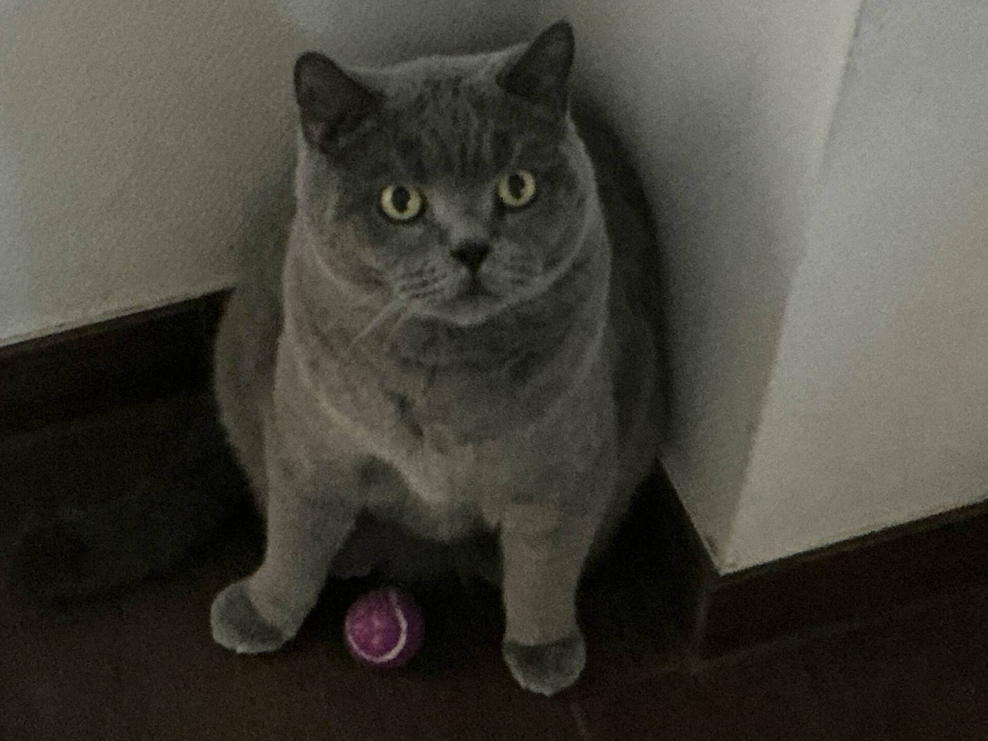 Cat 69
