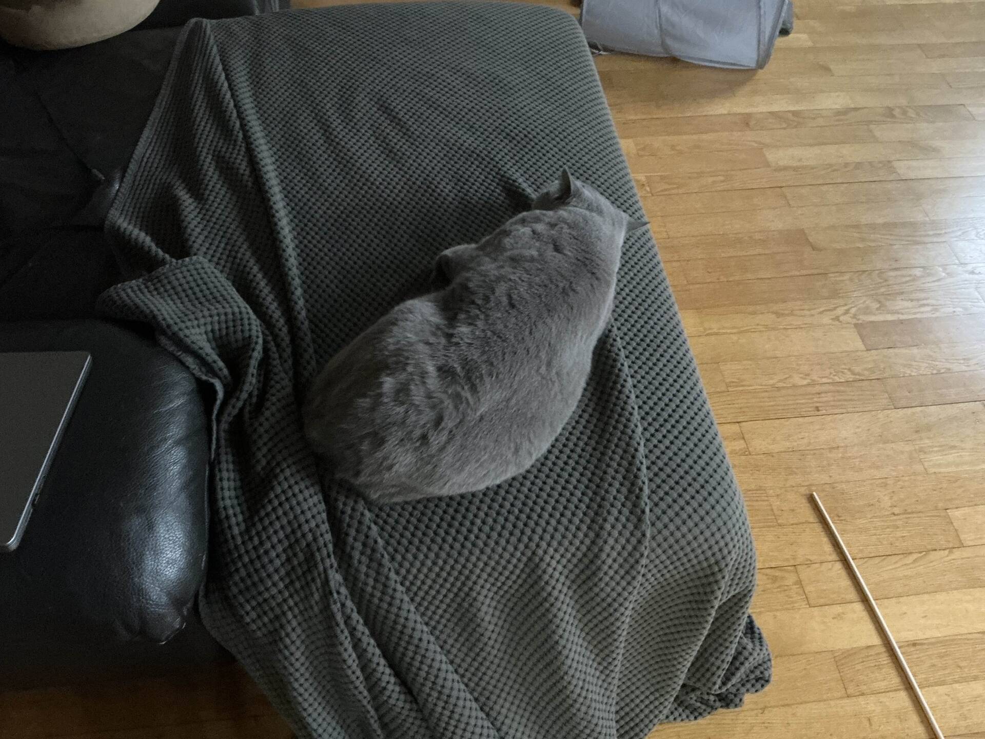 Cat 70